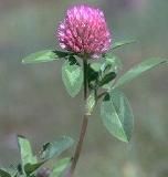 red clover